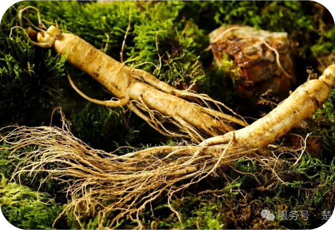 【草药专栏】人参——跨越千年的大补珍品