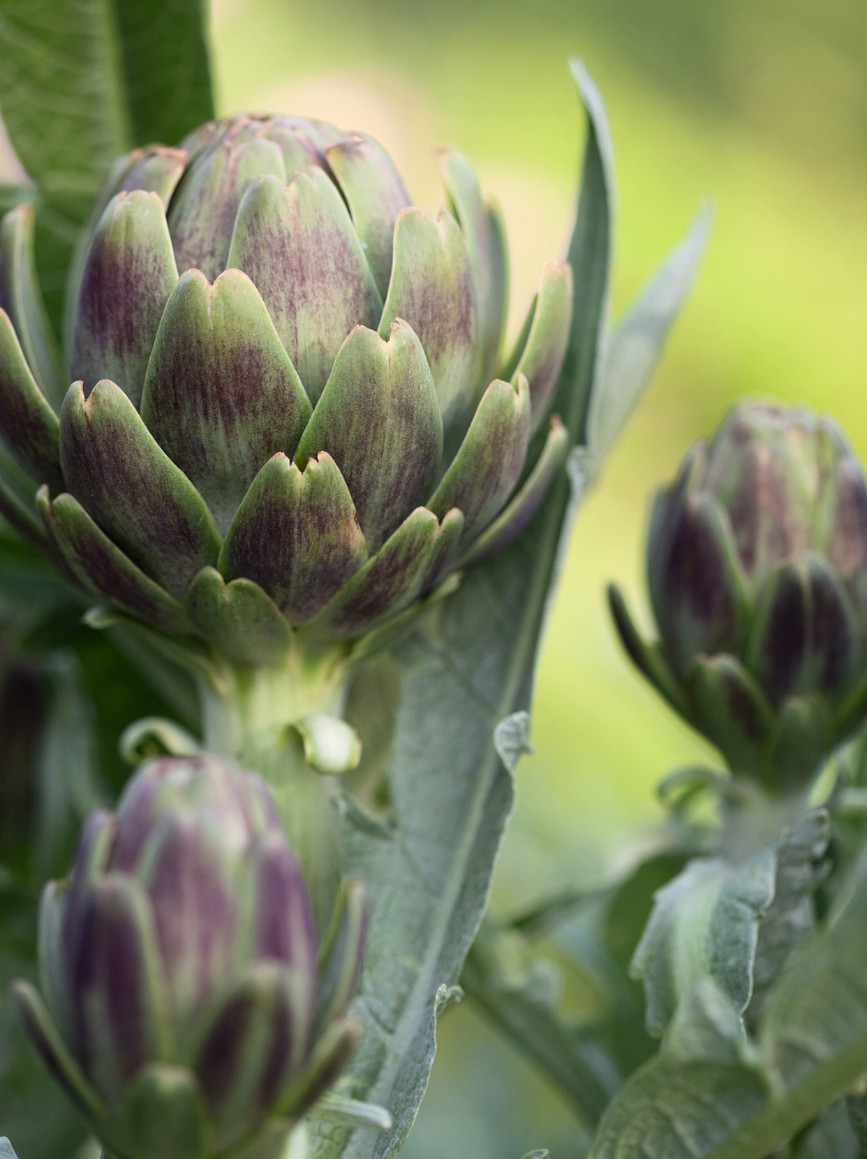 护肝降脂的天然补剂——朝鲜蓟！